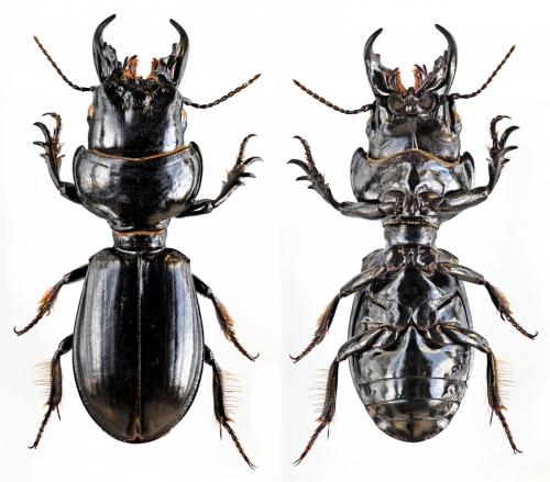 Scarites buparius